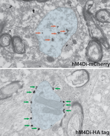 电子显微照片显示hM4Di标记有mCherry剩余细胞质，hM4Di HA标记定位于质膜。