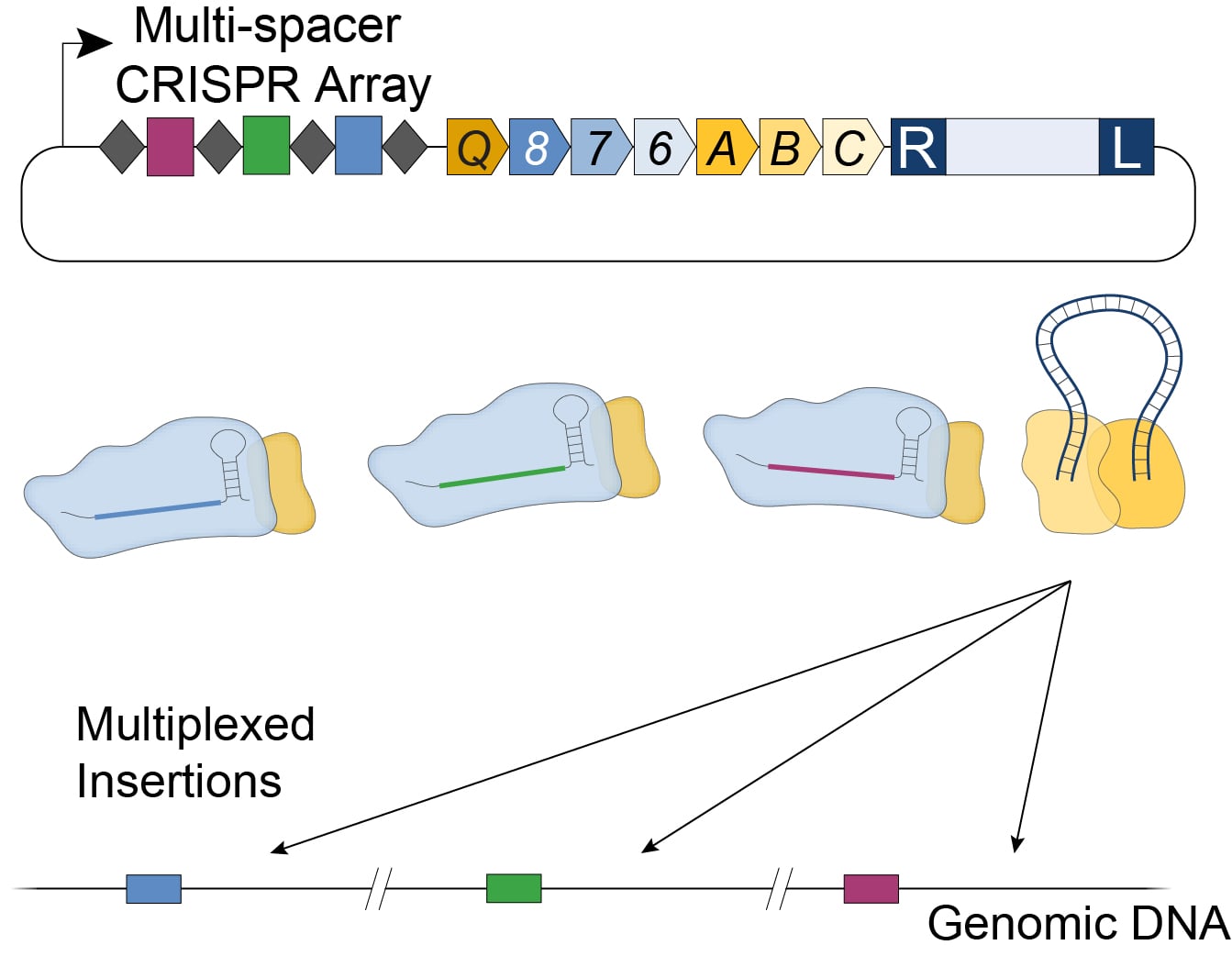 使用包含多个间隔卷阵列阵列的单个质粒可以进行多路复用插入。这会将单独的GRNA编码为基因组中针对不同位置的单独的GRNA。