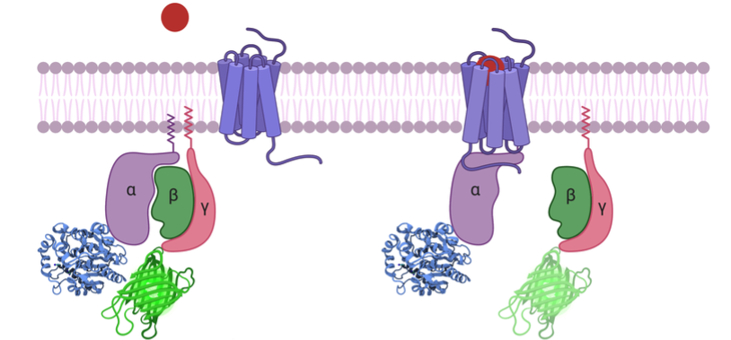 带有GPCR和换能器复合物的细胞膜示意图。当GPCR与配体结合时，换能器复合物解离导致BRET降低。