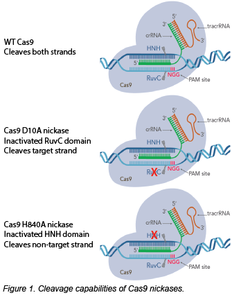 Cas9 nickases与野生型Cas9的比较示意图。野生型Cas9可以同时切割两条DNA链。Cas9 D10A nickase具有一个失活的RuvC结构域，能切割目标链。Cas9 H840A镍酶具有一个失活的HNH结构域，能切割非靶链。