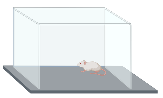 mouse-behavioral-test