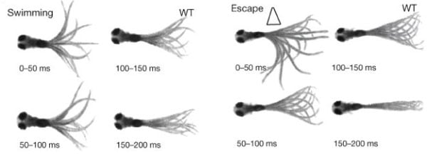 Optogenetics-斑马鱼 - 行为