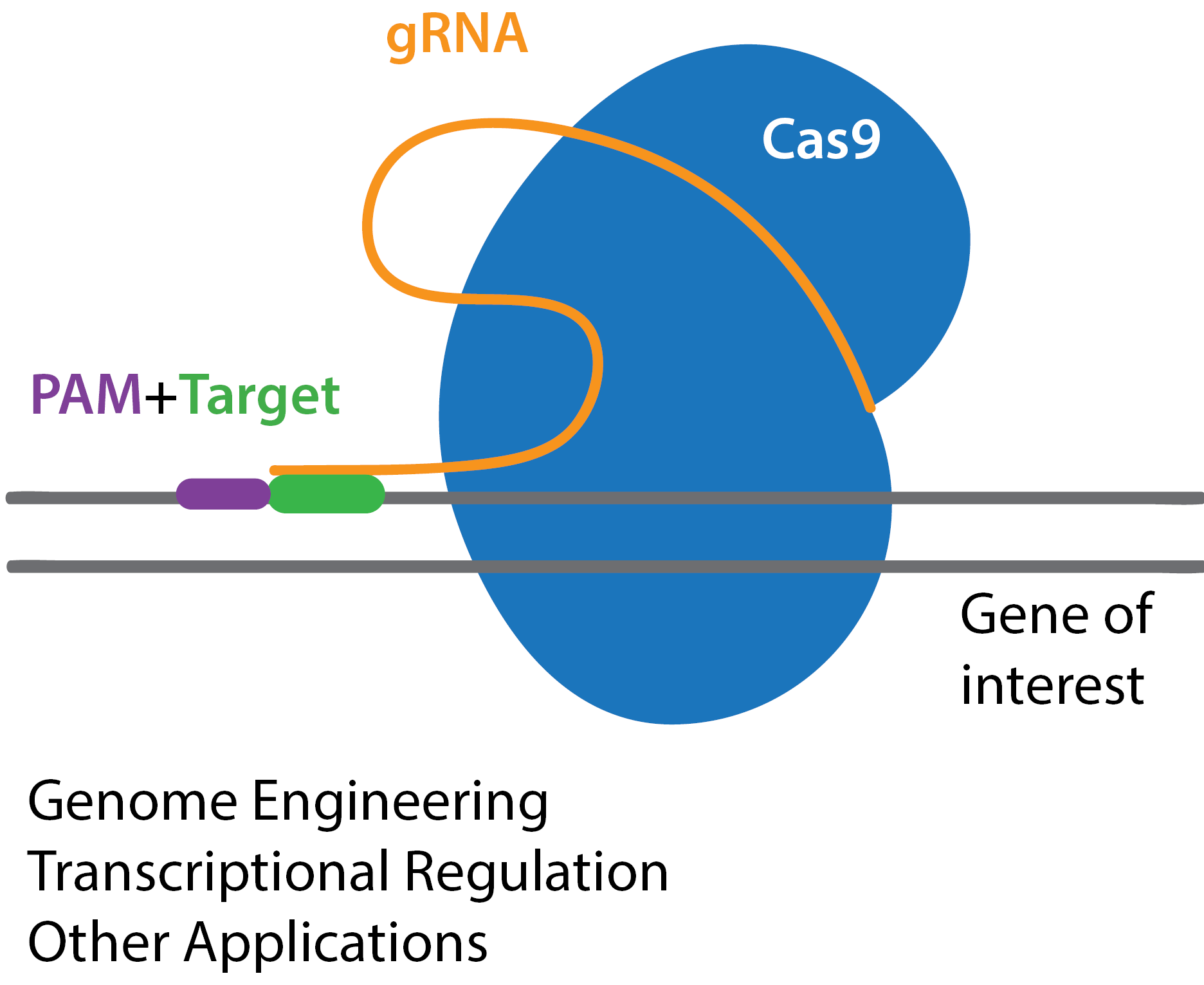 CRISPR-CLEESS.PNG.
