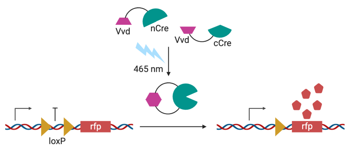 蓝光的示意图使VVD子单元一起用于功能性CRE重组酶。CRE重组酶促使LOXP位点允许迁移下游RFP。